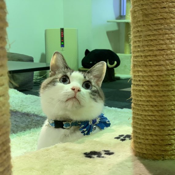 キャットタワーと猫たち
