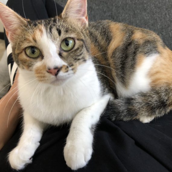 三毛猫