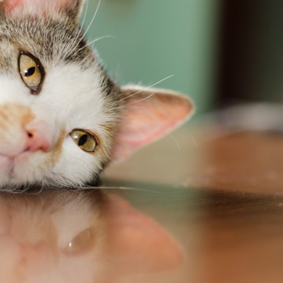 虚ろな猫