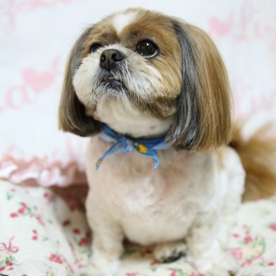 犬とペットショップ
