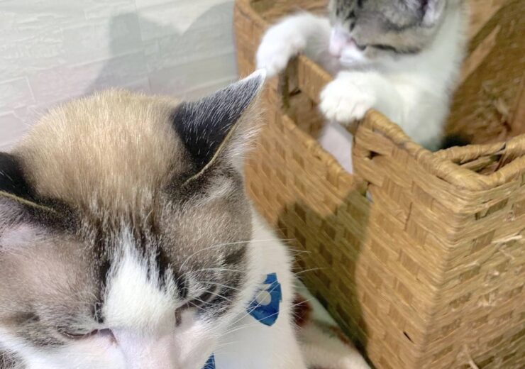 体格の違う猫