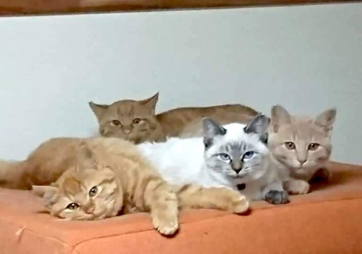 猫だまり